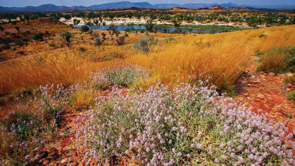 LOCATION SPOTLIGHT: NORTHERN TERRITORY’S ALICE SPRINGS AND SURROUNDS