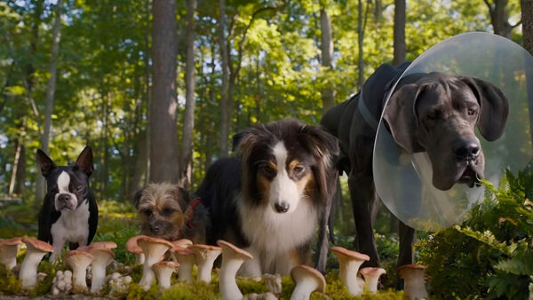 MPC’s expert VFX and Animation team deliver hilarious Canine Capers for Universal’s <em>Strays</em>